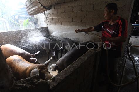 Waspada Virus Asf Pada Ternak Babi Antara Foto