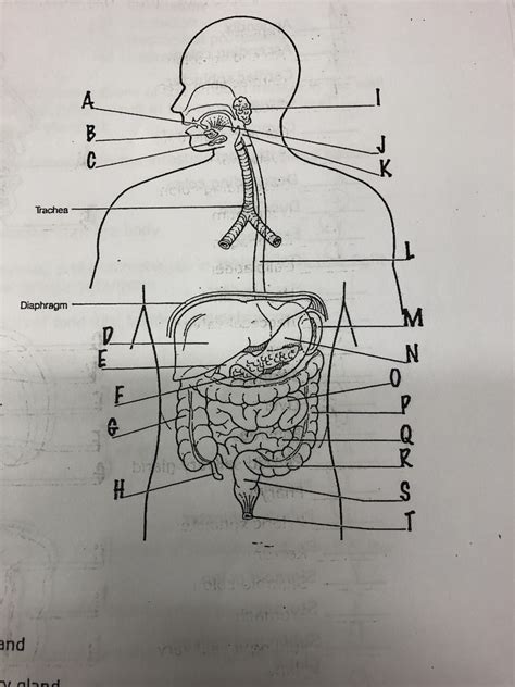 Digestive System Quiz I P Diagram Quizlet