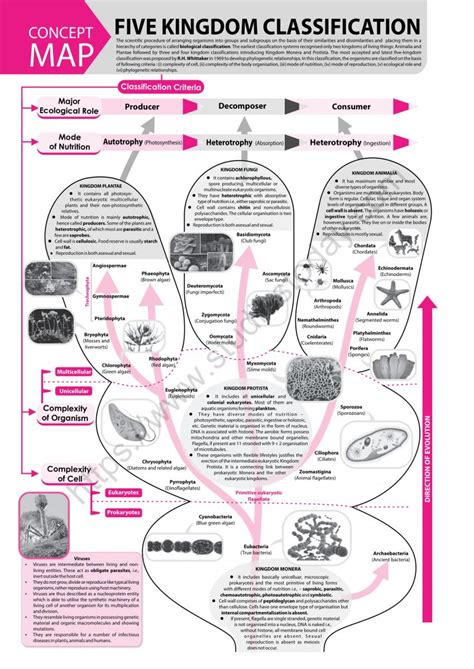 Biology Fruit Classification Chart