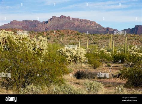 Organ Pipe Cactus National Monument In Arizona Usa Protected Area Of