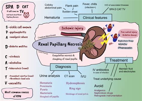 Renal Papillary Necrosis (RPN) - Creative Med Doses