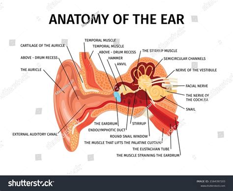 7,037 Ear Muscles Images, Stock Photos & Vectors | Shutterstock