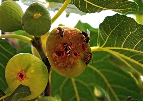 Descubre El Sorprendente Secreto Que Esconden Los Higos