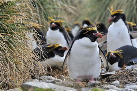 Macaroni Penguin Facts Pictures And More About The Macaroni Penguin