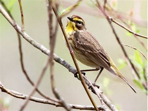 Go Birding — Lake County Audubon Society