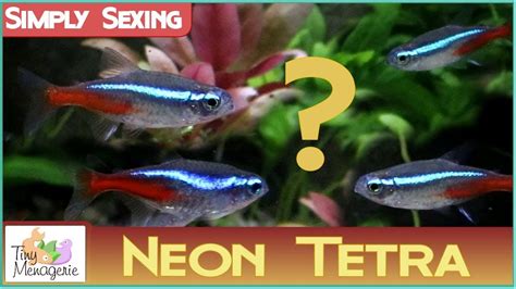 Cardinal Tetra Male Female Differences