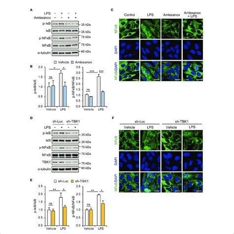 Tbk1 Deficiency Abolishes Lps Induced Nf Kb P65 Activation In