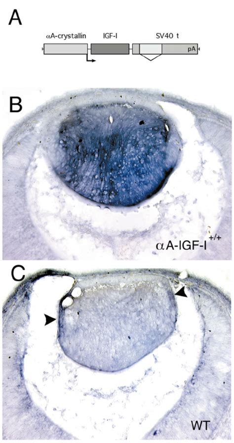 A Structure Of The A A Igf I Transgene The A A Crystallin Promoter Download Scientific