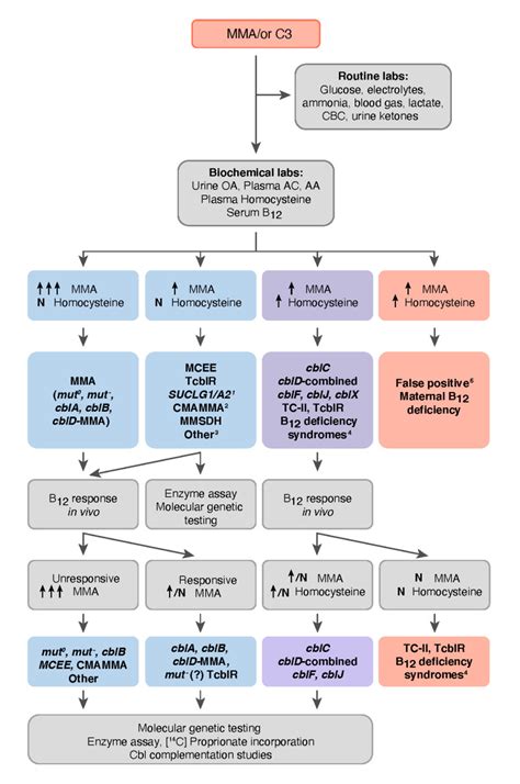 Isolated Methylmalonic Acidemia Genereviews® Ncbi Bookshelf