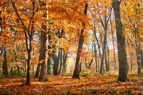 Autumn Forest Road Leaves Fall In Ground Landscape On Autumnal