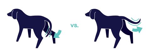 What Do Your Dogs Tail Movements Really Mean