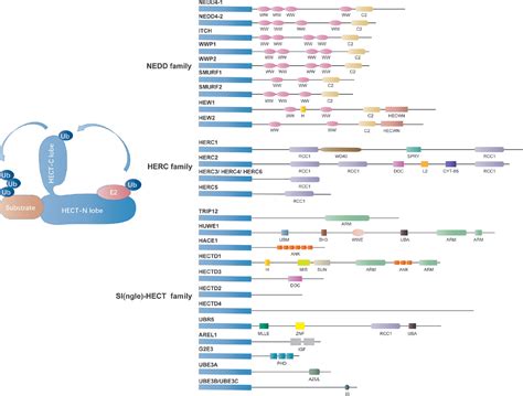 The Emerging Roles Of E Ubiquitin Ligases In Ovarian Cancer