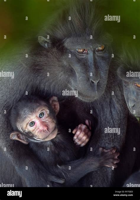 Celebes crested macaque Macaca nigra also known as the crested black ...