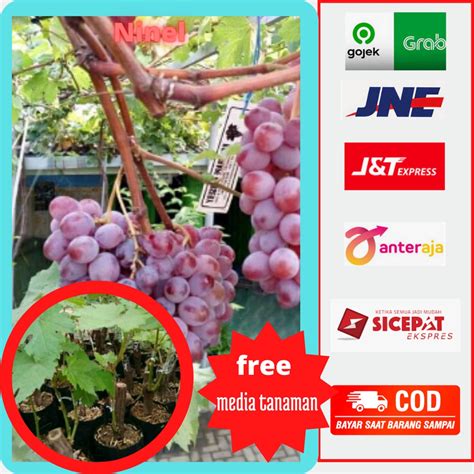 Jual Jual Bibit Pohon Anggur Ninel Berkualitas Shopee Indonesia