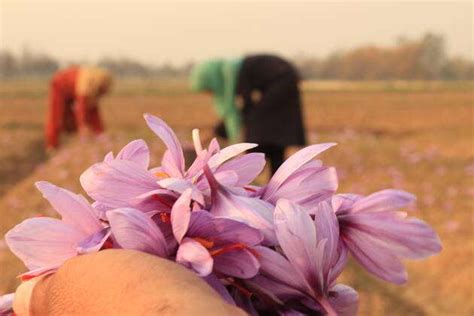 Ongoing Saffron Harvest Season In Kashmir Pampore Is Known As Kashmir