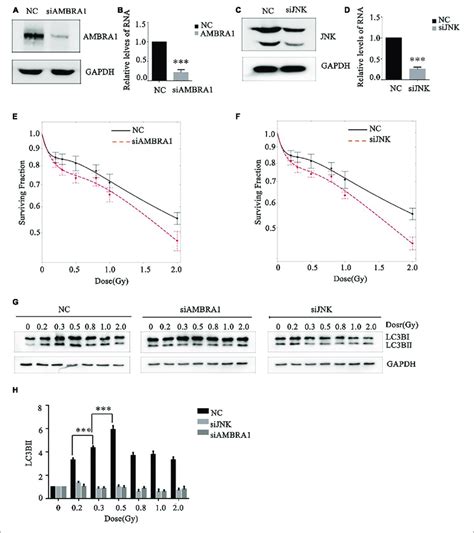 Effects Of Ambra1 And Jnk On The Radiosensitivity And Autophagy Of