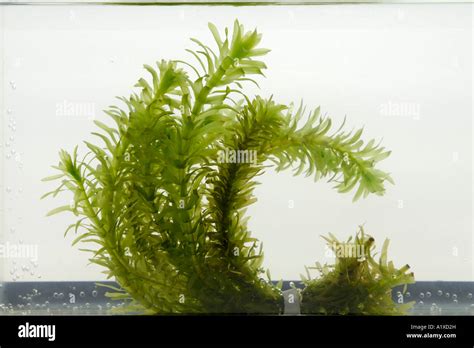 Planta acuática elodea fotografías e imágenes de alta resolución Alamy