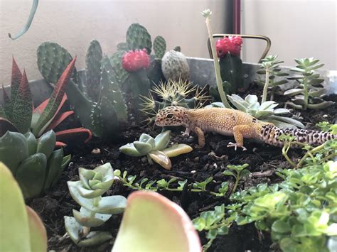 Best 5 Safe Plants For Leopard Geckos For 2025 Mypetcarejoy