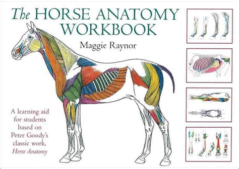 The Horse Anatomy Workbook PDF - Veterinary Discussions