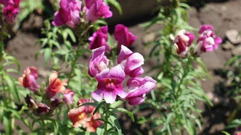 35 Beautiful Snapdragon Varieties for Your Garden