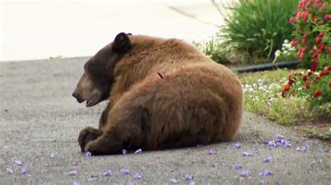 2 Bears Tranquilized In La County After Being Spotted Roaming Neighborhoods Ktla