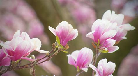 Spring Tulip Tree in bloom-Howard County, Indiana Photograph by William Reagan - Fine Art America