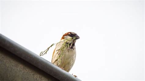 How To Stop Birds From Nesting In Your Gutters My Backyard Life