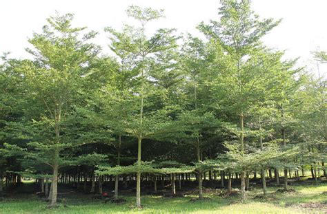 pohon ketapang dalchaebi