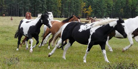 Meet the Wildhorse Herd: Our Equine Family