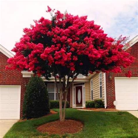 Najdluzej Kwitn Cy Krzew Wiata Lagerstroemia Red