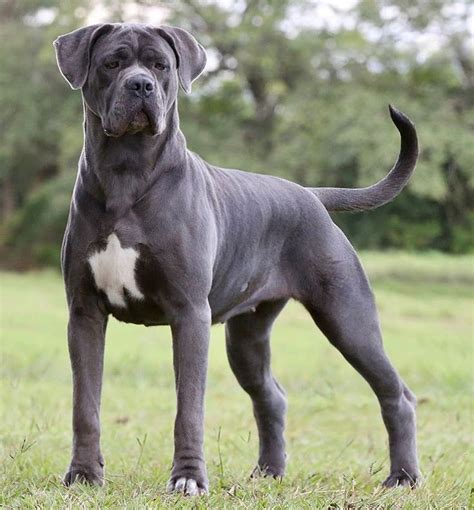 Cane Corso A Majestic Breed