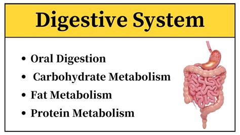 Digestive System Physiology In Urdu Carbohydrate Protein And Fat