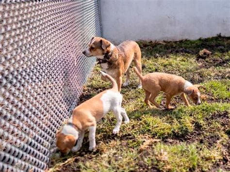 Aumenta En Un 40 Por Ciento El Abandono De Perros Y Gatos En Morelia