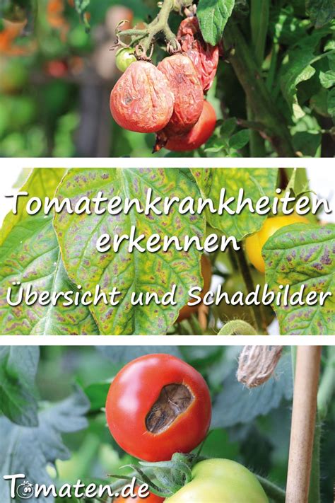 Tomatenkrankheiten Erkennen Bersicht Schadbilder Natural