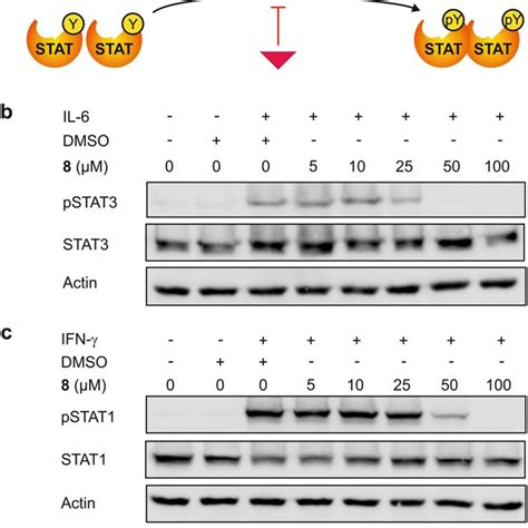 A Canonical Stat Signaling Pathway An Inhibitor Of A Stat Sh Domain