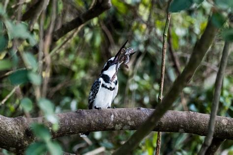 Birds In Nyungwe Forest National Park Birding Permit In Nyungwe