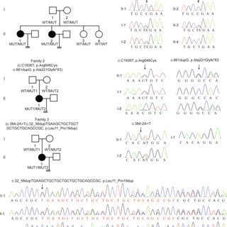 Effects Of The Mutations On Lhcgr Expression Glycosylation