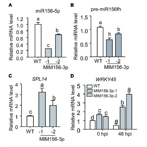 Blocking Mir Fhl P Leads To A Decreased Abundance Of Mir P But