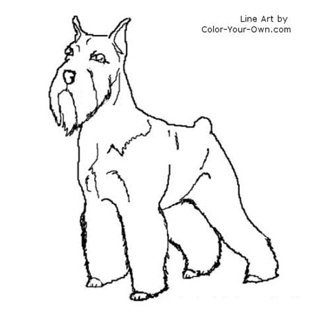 Schnauzer Terrier Coloring Page