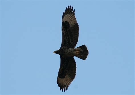 Birds of Prey - The Verreaux's Eagle