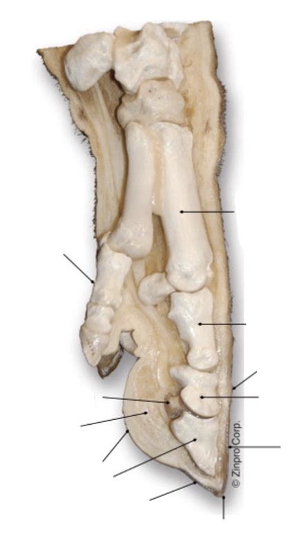 pig hoof skeleton Diagram | Quizlet