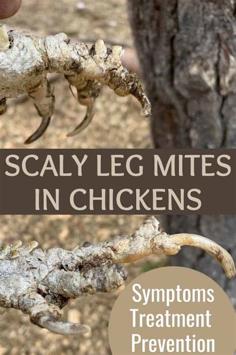 Scaly Leg Mites In Chickens Symptoms Treatment And Prevention