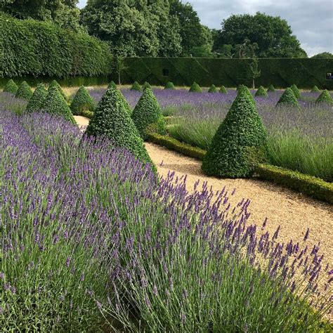 Bacchus With Lavender And Clipped Box In Ham Houses Parterre Garden