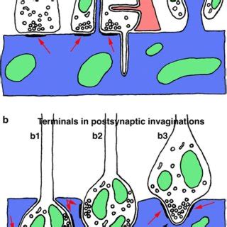 Generalized Structures Of Invaginating Synaptic Processes As Described