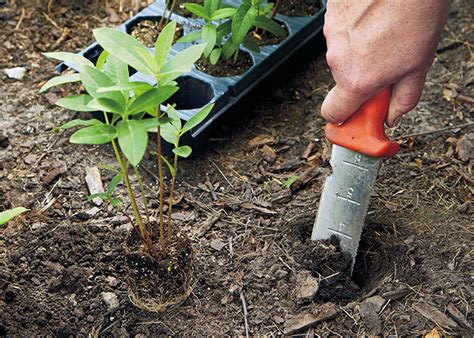 Swamp Milkweed Seedling