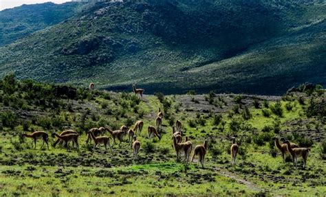 La Reserva Nacional De Calipuy En La Libertad Uno De Los Ltimos