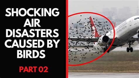 Shocking Air Disasters Caused By Birds Part 02 YouTube