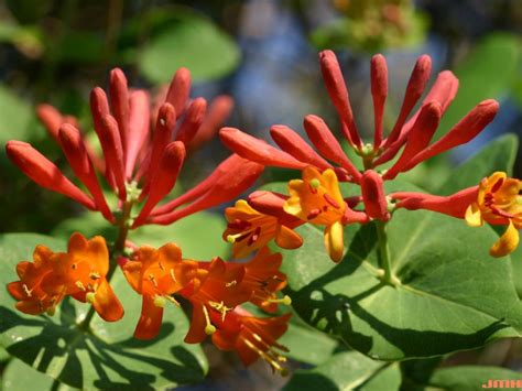 Trumpet Honeysuckle The Morton Arboretum