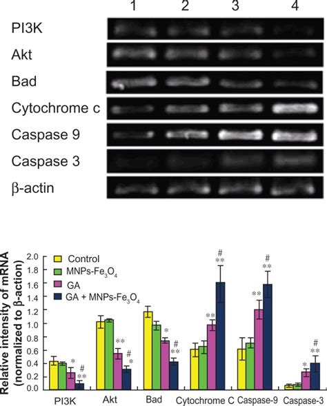 Transcription Of PI3K Akt Bad Cytochrome C Caspase 9 And Caspase 3