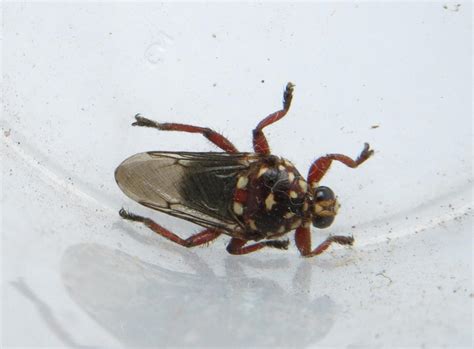 Cattle Louse Fly From Nwanedi Nature Reserve On September 2 2015 By